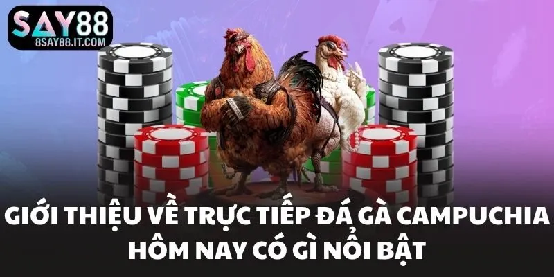 Giới thiệu về trực tiếp đá gà campuchia hôm nay có gì nổi bật