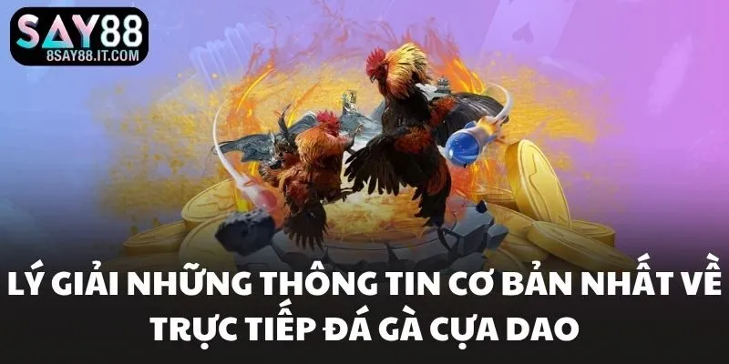 Lý giải những thông tin cơ bản nhất về trực tiếp đá gà cựa dao