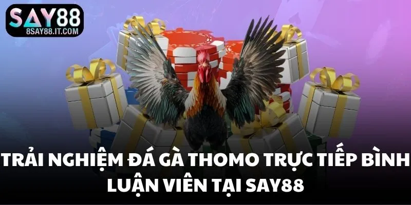 Trải nghiệm đá gà Thomo trực tiếp bình luận viên tại SAY88