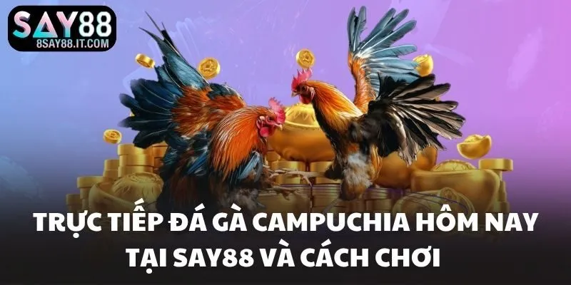 Trực Tiếp Đá Gà Campuchia Hôm Nay Tại SAY88 Và Cách Chơi